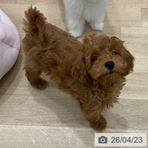 群馬県のトイプードル(トイ) (ペットプラス イオンモール太田店/2026年2月4日生まれ/男の子/レッド)の子犬の3枚目の画像