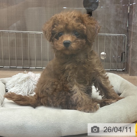 神奈川県のトイプードル(トイ) (ペッツワン 横須賀久里浜店/2026年2月4日生まれ/男の子/レッド)の子犬の4枚目の画像