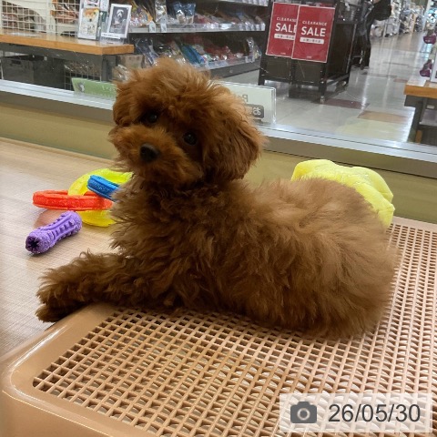 神奈川県のトイプードル(トイ) (ペッツワン 横須賀久里浜店/2026年2月4日生まれ/男の子/レッド)の子犬の4枚目の画像