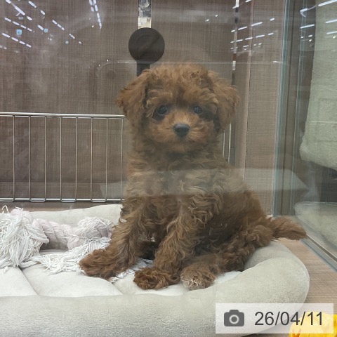 神奈川県のトイプードル(トイ) (ペッツワン 横須賀久里浜店/2026年2月4日生まれ/男の子/レッド)の子犬の3枚目の画像