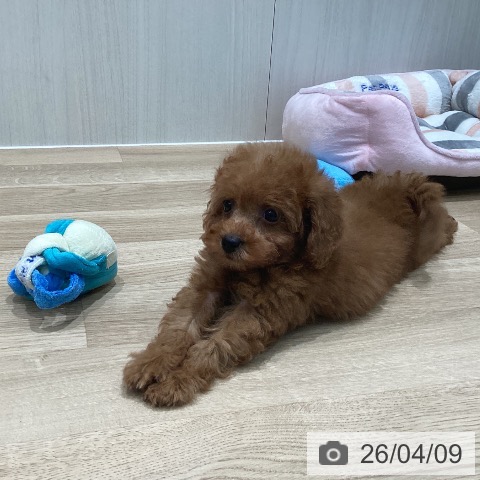 トイ・プードルの写真