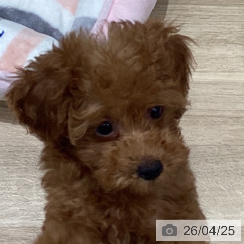 宮城県のトイプードル(トイ) (ペットプラス 仙台泉大沢店/2026年2月4日生まれ/女の子/レッド)の子犬の4枚目の画像