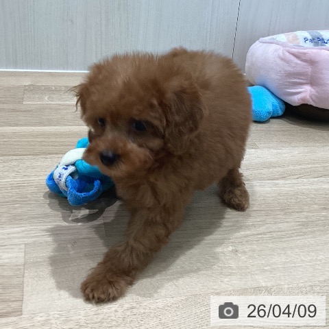 トイ・プードルの写真