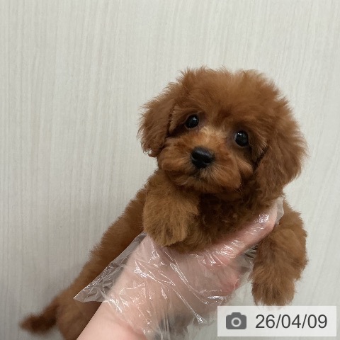 宮城県のトイプードル(トイ) (ペットプラス 仙台泉大沢店/2026年2月4日生まれ/女の子/レッド)の子犬の3枚目の画像