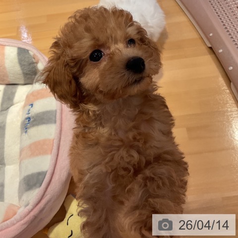 山形県のトイプードル(トイ) (ペットプラス 天童店/2026年2月4日生まれ/女の子/アプリコット)の子犬の3枚目の画像