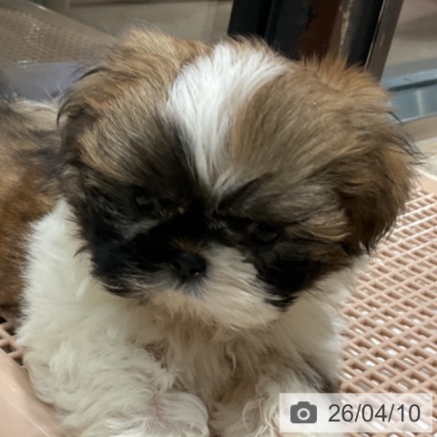 シー・ズーの写真