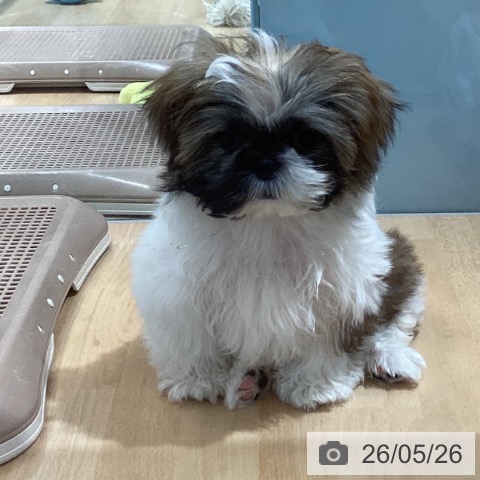 埼玉県のシーズー (ペットプラス 羽生店/2026年2月4日生まれ/男の子/ホワイトゴールド)の子犬の4枚目の画像
