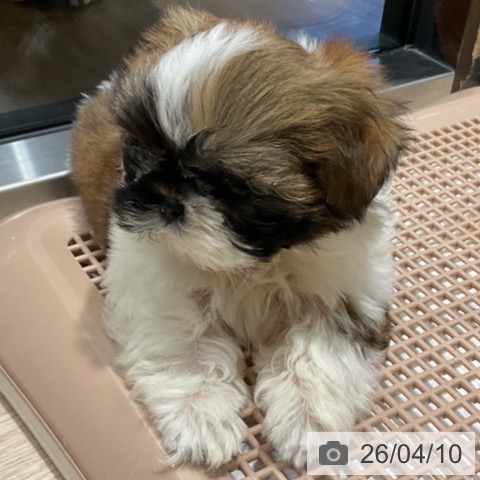 シー・ズーの写真