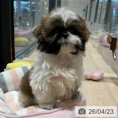 埼玉県のシーズー (ペットプラス 羽生店/2026年2月4日生まれ/男の子/ホワイトゴールド)の子犬の3枚目の画像