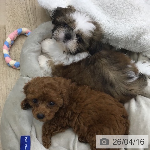 宮城県のシーズー (ペットプラス 仙台泉大沢店/2026年2月4日生まれ/男の子/ホワイトゴールド)の子犬の4枚目の画像