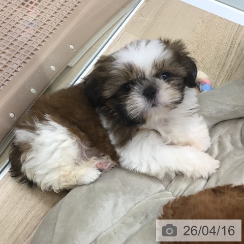 宮城県のシーズー (ペットプラス 仙台泉大沢店/2026年2月4日生まれ/男の子/ホワイトゴールド)の子犬の3枚目の画像