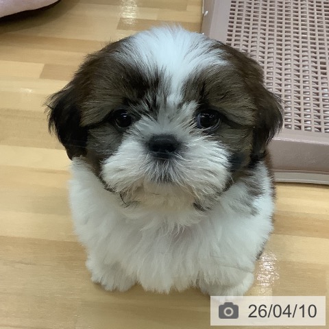 長野県のシーズー (ペットプラス 松本店/2026年2月4日生まれ/男の子/ホワイトゴールド)の子犬の3枚目の画像