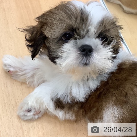 長野県のシーズー (ペットプラス 松本店/2026年2月4日生まれ/男の子/ホワイトゴールド)の子犬の4枚目の画像