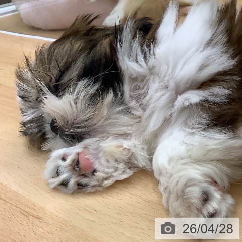 長野県のシーズー (ペットプラス 松本店/2026年2月4日生まれ/男の子/ホワイトゴールド)の子犬の3枚目の画像