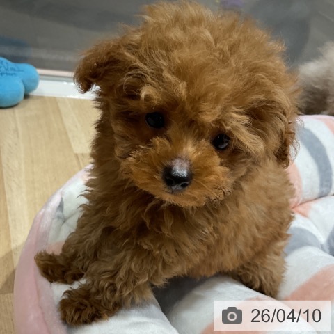 埼玉県のトイプードル(トイ) (ペットプラス ららぽーと富士見店/2026年1月18日生まれ/男の子/レッド)の子犬の3枚目の画像