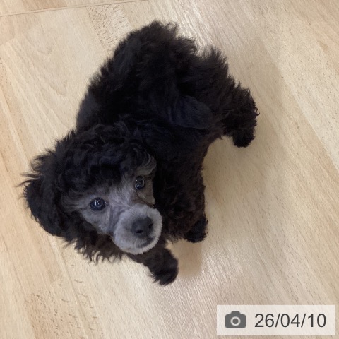 埼玉県のトイプードル(トイ) (ペットプラス 浦和美園店/2026年2月4日生まれ/女の子/グレー)の子犬の4枚目の画像