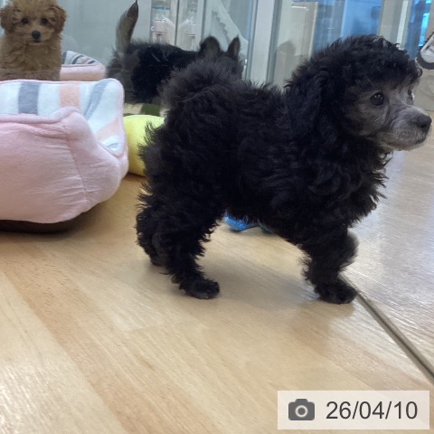 埼玉県のトイプードル(トイ) (ペットプラス 浦和美園店/2026年2月4日生まれ/女の子/グレー)の子犬の3枚目の画像