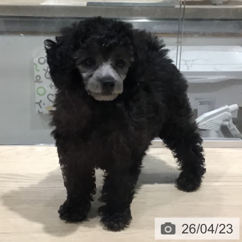 埼玉県のトイプードル(トイ) (ペットプラス コクーンシティ店/2026年2月4日生まれ/女の子/グレー)の子犬の4枚目の画像