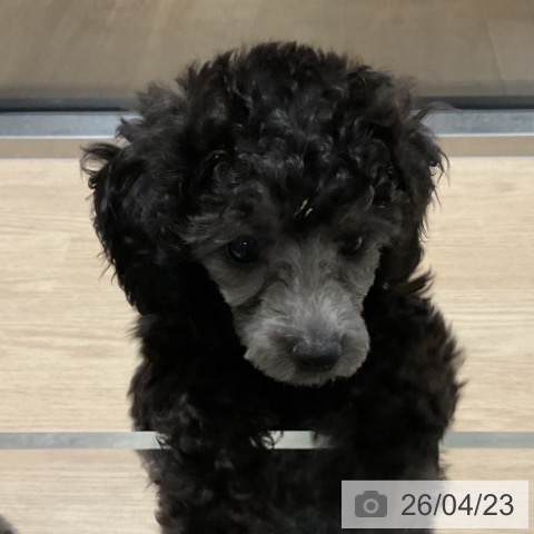 埼玉県のトイプードル(トイ) (ペットプラス コクーンシティ店/2026年2月4日生まれ/女の子/グレー)の子犬の3枚目の画像