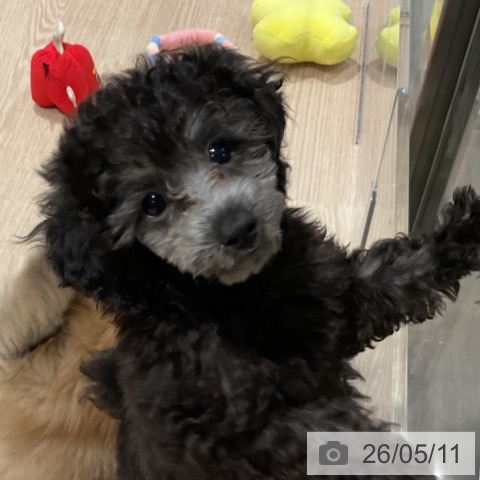 埼玉県のトイプードル(トイ) (ペッツワン 新座店/2026年2月4日生まれ/女の子/グレー)の子犬の3枚目の画像