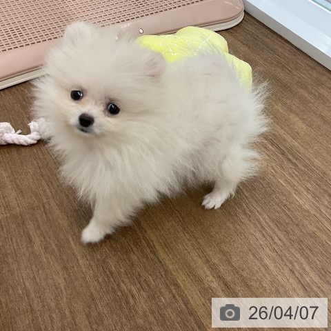 ポメラニアンの写真