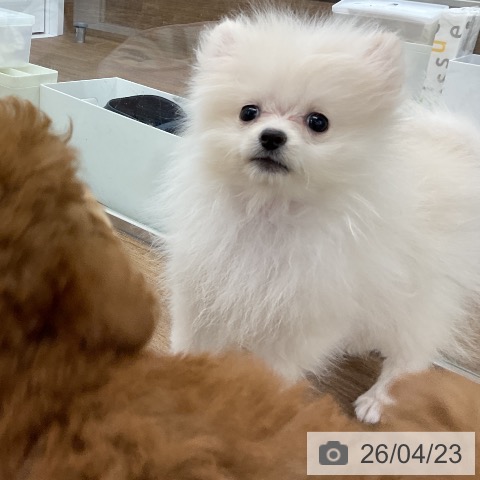 千葉県のポメラニアン (ペッツワン 千葉ニュータウン店/2026年2月3日生まれ/男の子/クリーム)の子犬の4枚目の画像