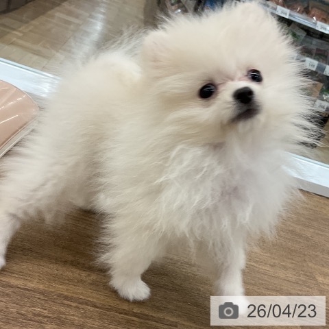 千葉県のポメラニアン (ペッツワン 千葉ニュータウン店/2026年2月3日生まれ/男の子/クリーム)の子犬の3枚目の画像