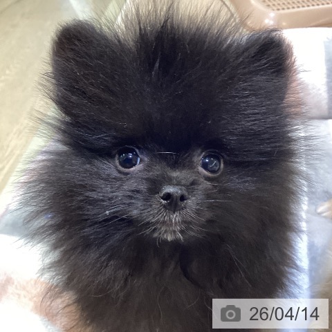 ポメラニアンの写真