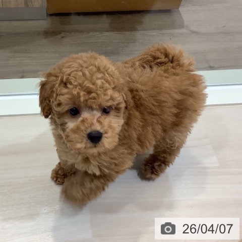 埼玉県のトイプードル(トイ) (ペットプラス クレアモール川越店/2026年2月4日生まれ/男の子/レッド)の子犬の3枚目の画像