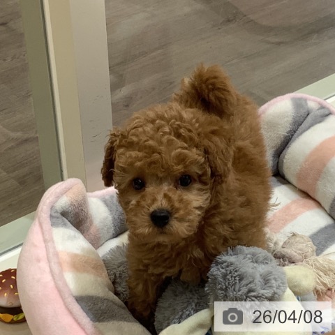 埼玉県のトイプードル(トイ) (ペットプラス クレアモール川越店/2026年2月4日生まれ/男の子/レッド)の子犬の4枚目の画像