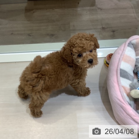 埼玉県のトイプードル(トイ) (ペットプラス クレアモール川越店/2026年2月4日生まれ/男の子/レッド)の子犬の3枚目の画像