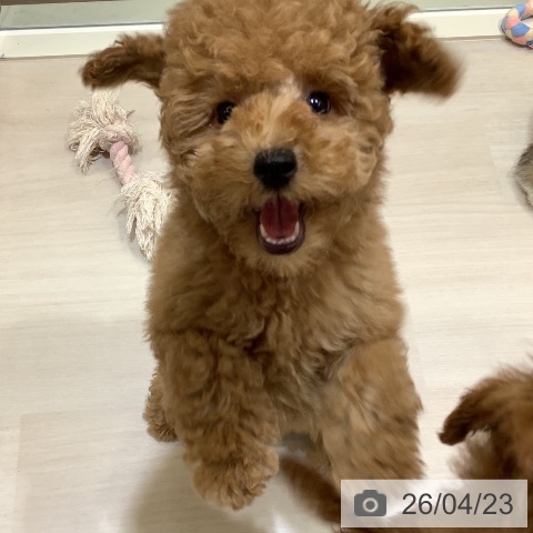 埼玉県のトイプードル(トイ) (ペットプラス クレアモール川越店/2026年2月4日生まれ/男の子/レッド)の子犬の3枚目の画像