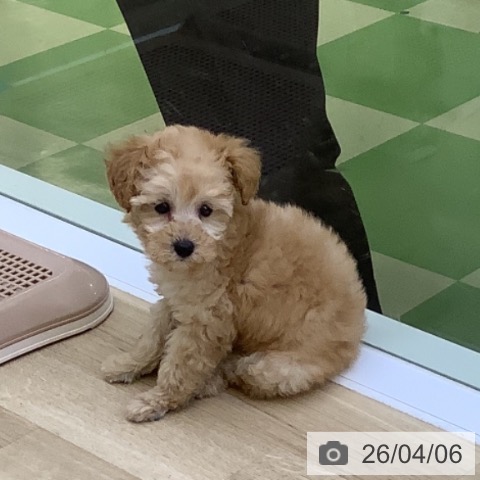 トイ・プードルの写真