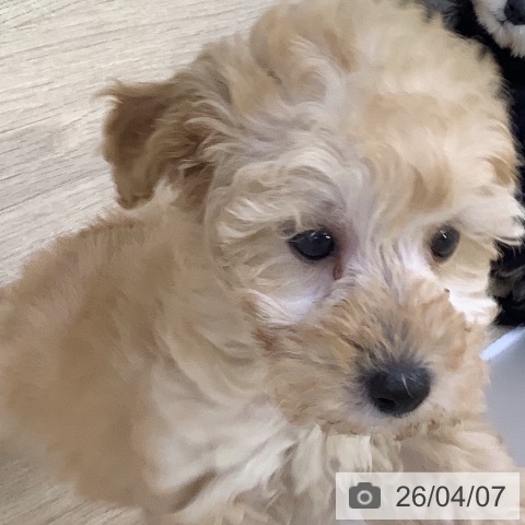 トイ・プードルの写真