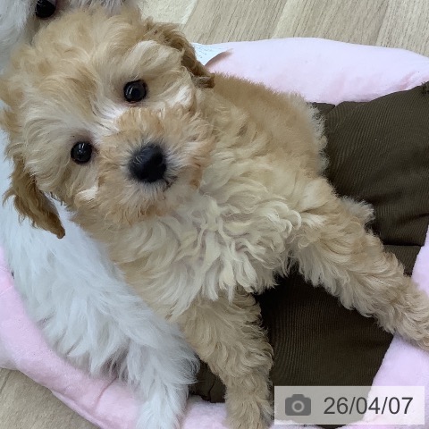 トイ・プードルの写真