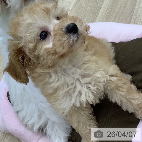 トイ・プードルの写真