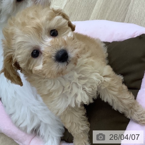 トイ・プードルの写真