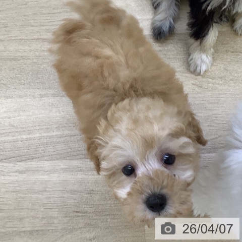 トイ・プードルの写真