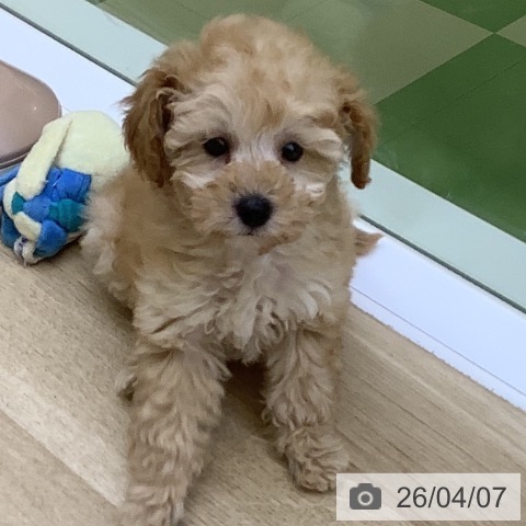 トイ・プードルの写真