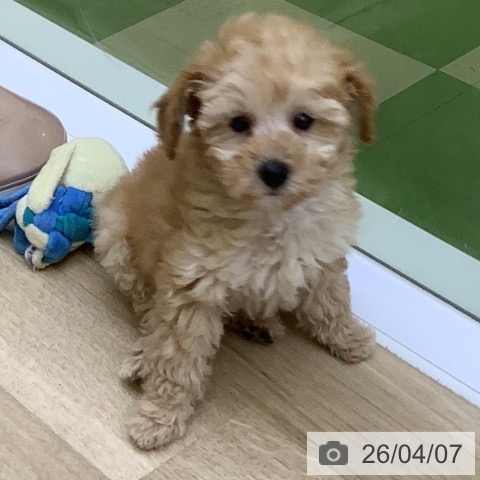 トイ・プードルの写真