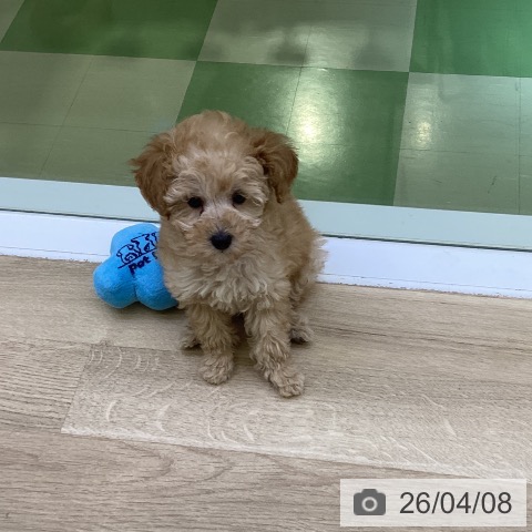 山梨県のトイプードル(トイ) (ペットプラス 甲府昭和店/2026年2月4日生まれ/女の子/アプリコット)の子犬の3枚目の画像