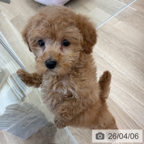 トイ・プードルの写真