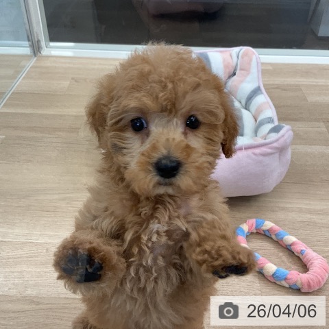 トイ・プードルの写真