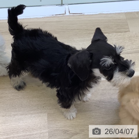 山梨県のミニチュアシュナウザー (ペットプラス 甲府昭和店/2026年2月1日生まれ/男の子/ブラックシルバー)の子犬の4枚目の画像