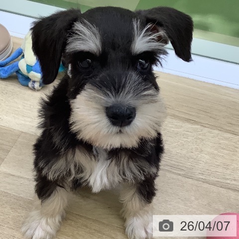 山梨県のミニチュアシュナウザー (ペットプラス 甲府昭和店/2026年2月1日生まれ/男の子/ブラックシルバー)の子犬の3枚目の画像