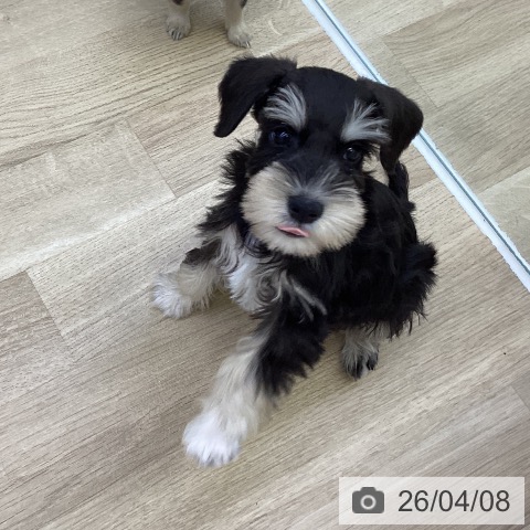 山梨県のミニチュアシュナウザー (ペットプラス 甲府昭和店/2026年2月1日生まれ/男の子/ブラックシルバー)の子犬の3枚目の画像