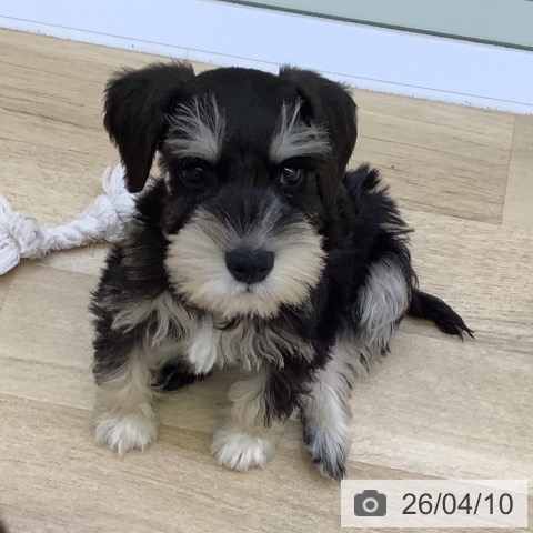 山梨県のミニチュアシュナウザー (ペットプラス 甲府昭和店/2026年2月1日生まれ/男の子/ブラックシルバー)の子犬の3枚目の画像