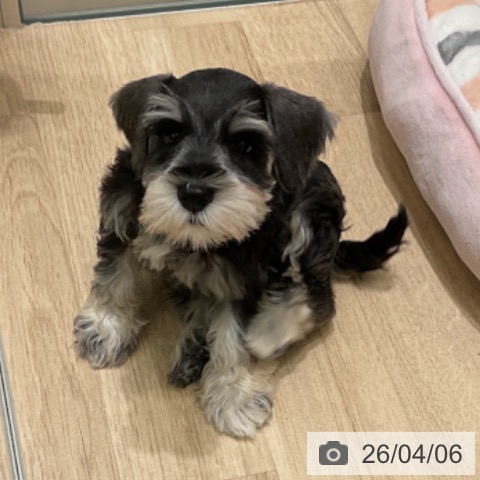 ミニチュア・シュナウザーの写真