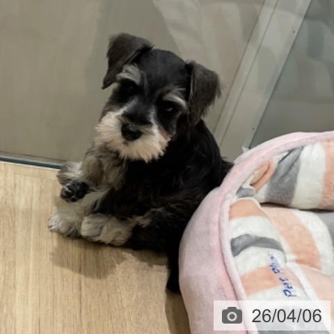 ミニチュア・シュナウザーの写真