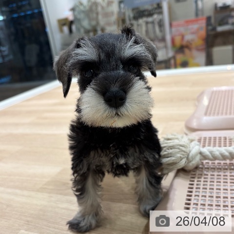 ミニチュア・シュナウザーの写真